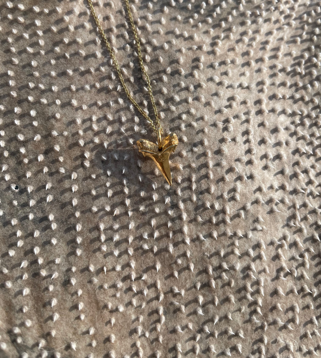 Hámeri Shark tooth