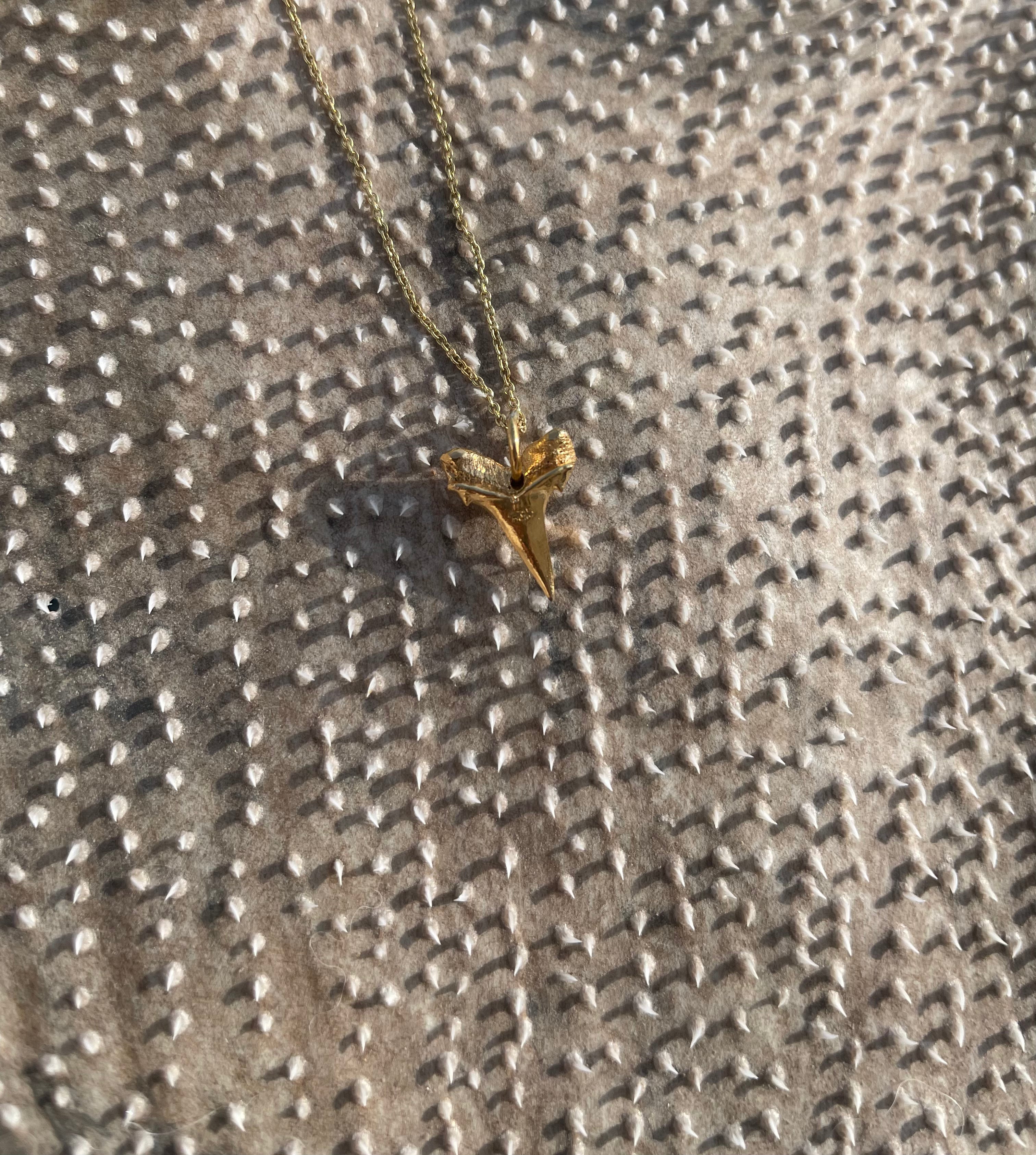 Hámeri Shark tooth