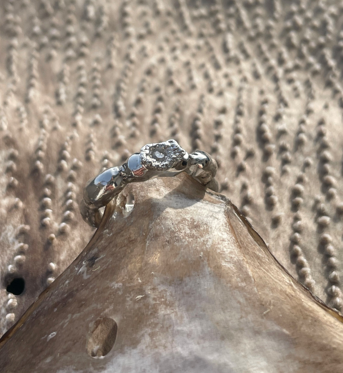 Bladder Wrack and Atlantic Wolffish tooth Ring