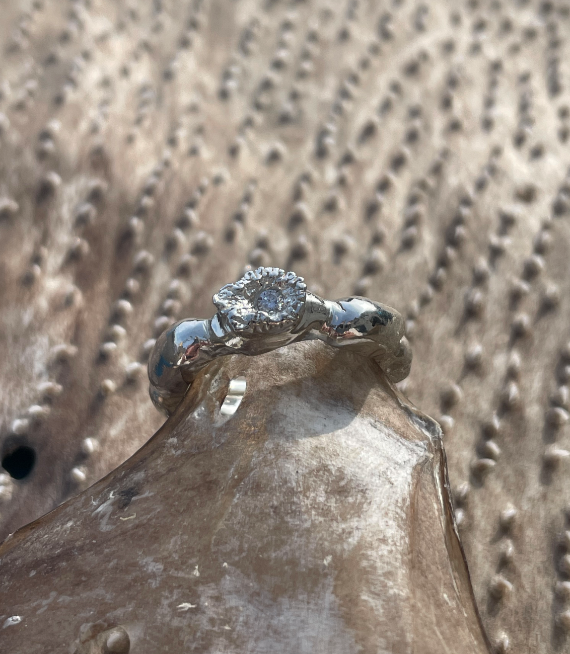 Bladder Wrack and Atlantic Wolffish tooth Ring
