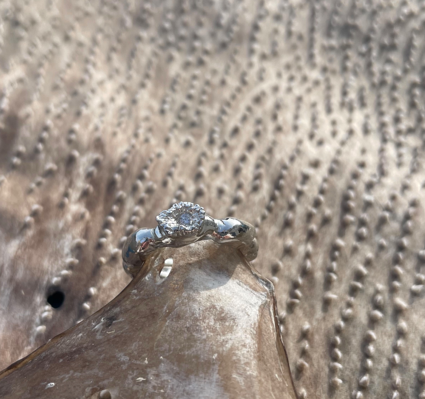 Bladder Wrack and Atlantic Wolffish tooth Ring